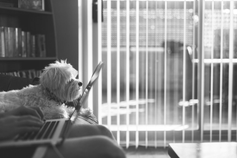 2015-05-instant-digital-dog-laptop