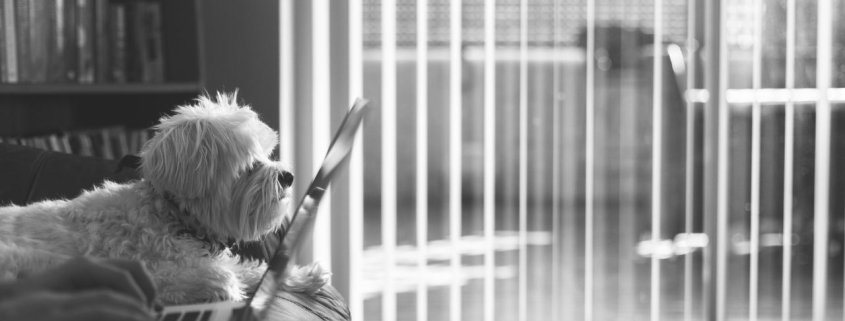 2015-05-instant-digital-dog-laptop