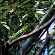 instant-digital-forest-camouflage-native-ad