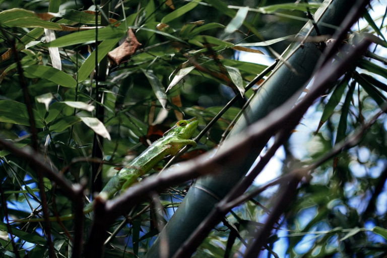 instant-digital-forest-camouflage-native-ad