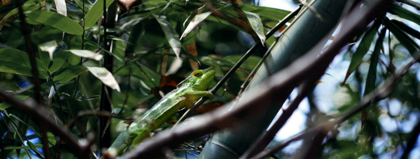 instant-digital-forest-camouflage-native-ad