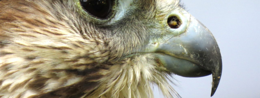 instant-digital-datavizz