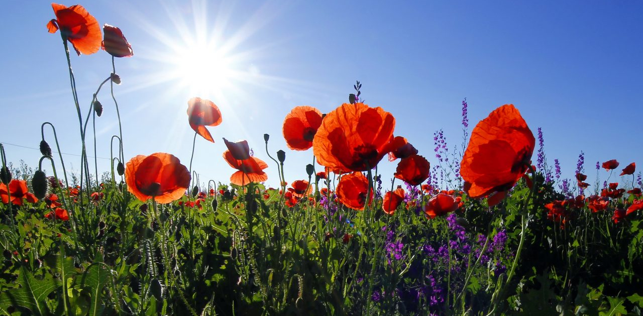 instant-digital-sylvie-deva-03