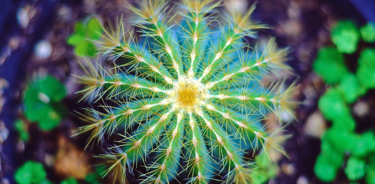 instant-digital-sylvie-deva-04